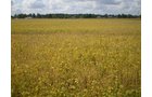 Property photo 33 - 75+/- Acres in 9 Tracts